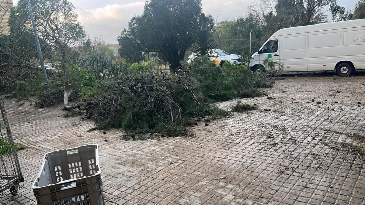 Árboles derribados por el fuerte viento.