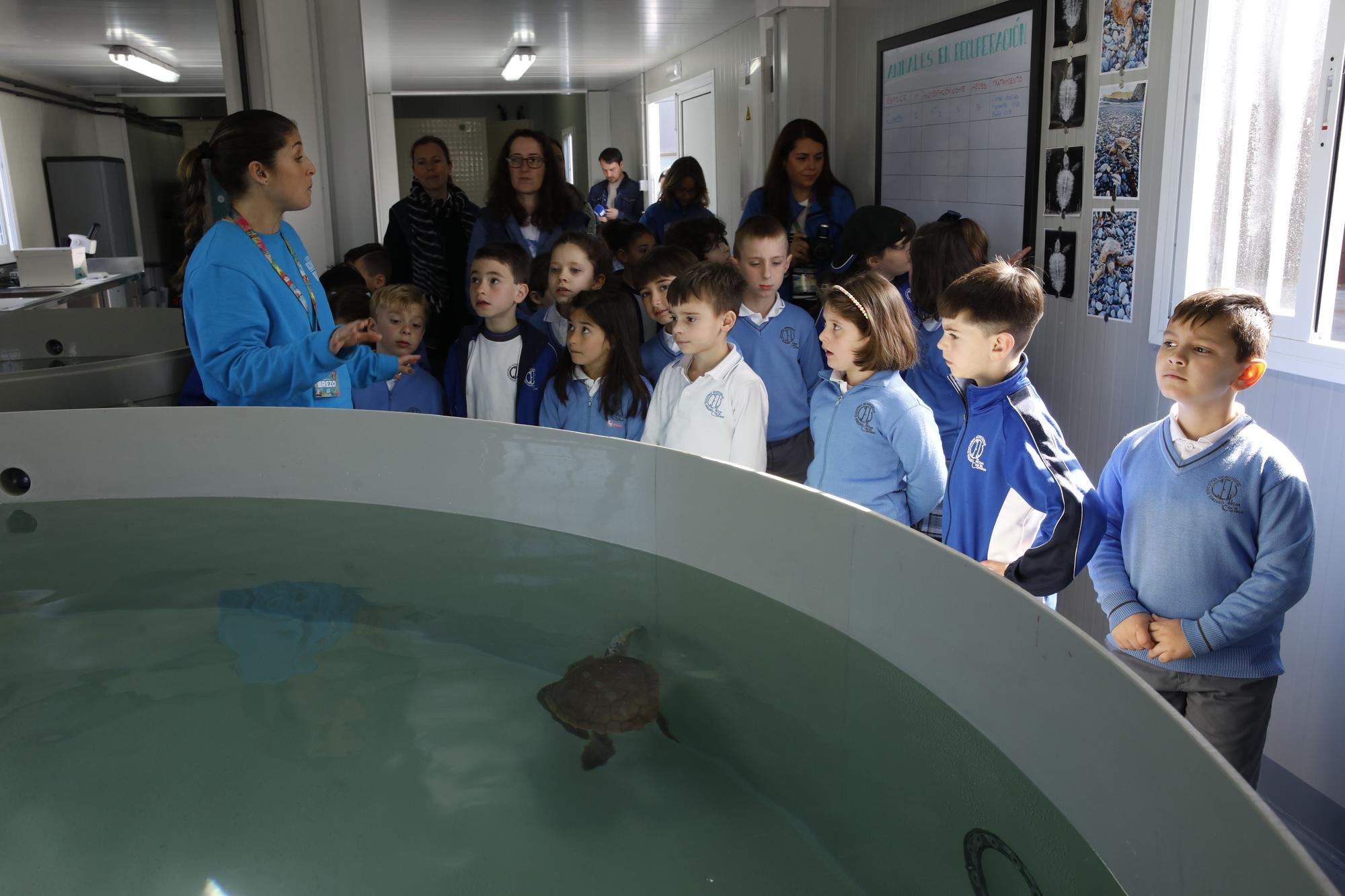 En imágenes: El Acuario de Gijón estrena su nuevo centro de apoyo a la red de varamientos del Principado