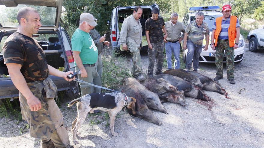 Temporada d&#039;alta activitat per als caçadors de senglars · Diari de Girona