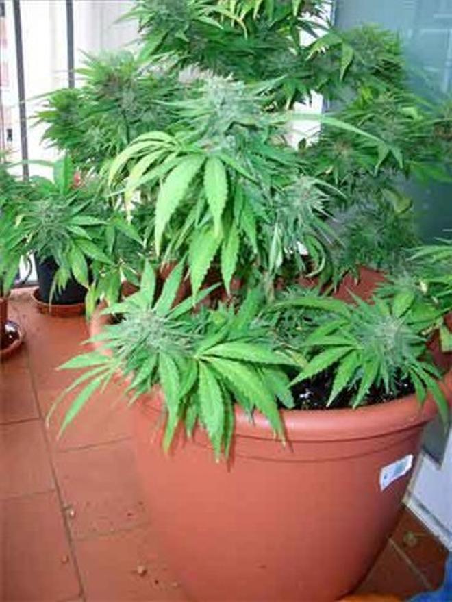 Plantas de marihuana.