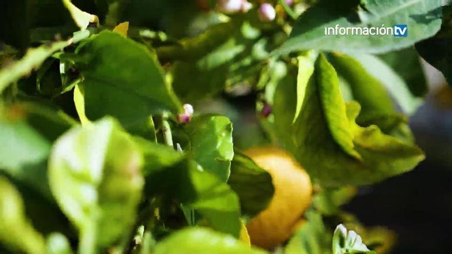 Clorosis Nervial Amarilla: la enfermedad que amenaza a los limoneros alicantinos