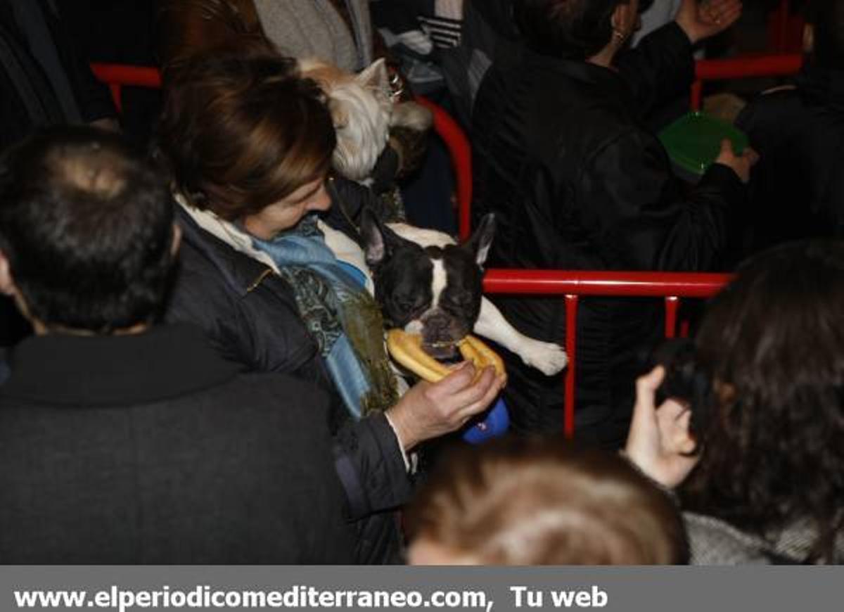 GALERÍA DE FOTOS - Bendición de los animales por Sant Antoni en Vila-real