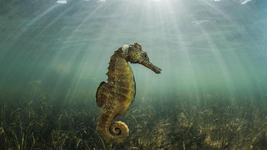 Más de 150 fotos para reflejar la riqueza de la fauna y flora del Mar Menor