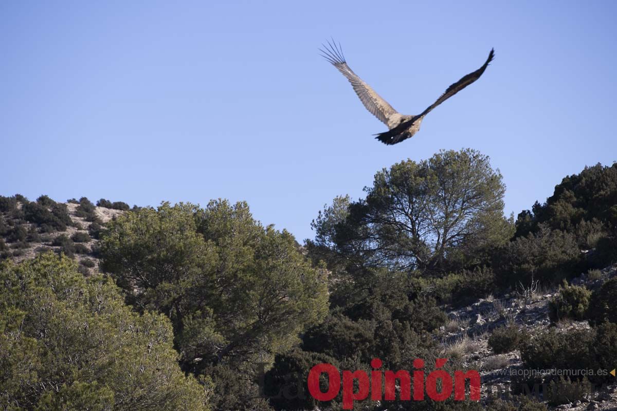 Suelta de dos buitres leonados en la Sierra de Mojantes en Caravaca