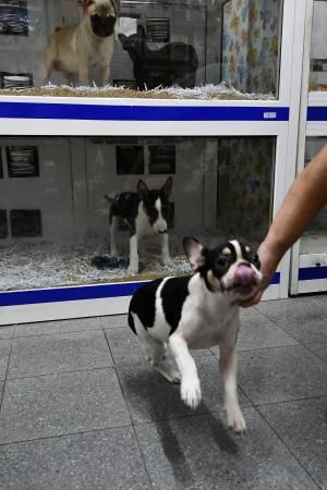 Perros en un escaparate en una tienda de San Grego