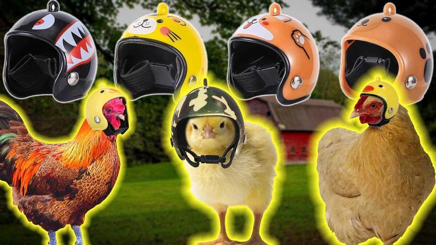 El cascos per a pollastres, l&#039;últim misteri viral