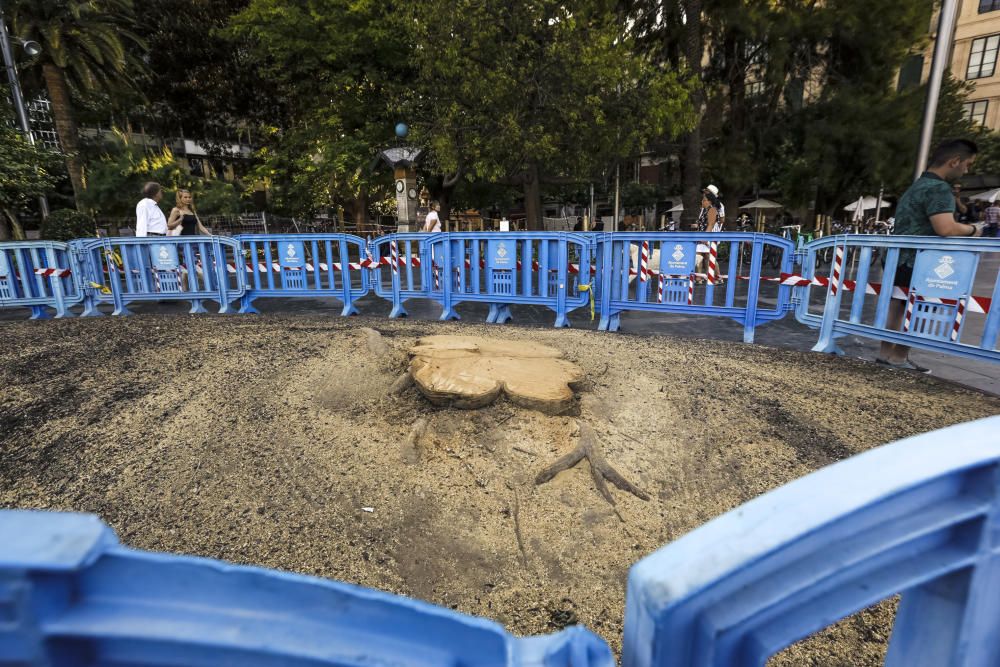 Talan un ficus de la plaza de España de Palma