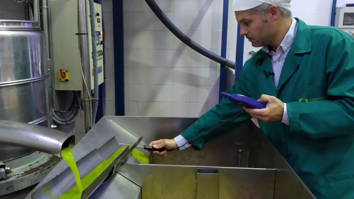 Trabajo en una almazara de la comarca de Priego de Córdoba.