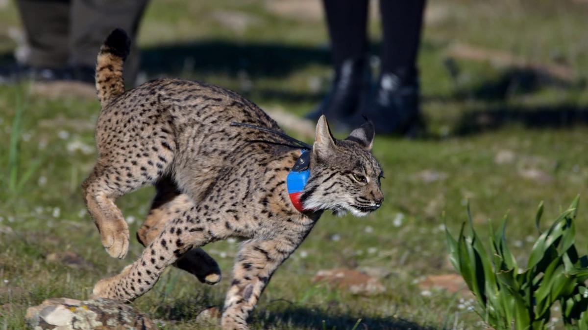 Suelta de un lince en Córdoba