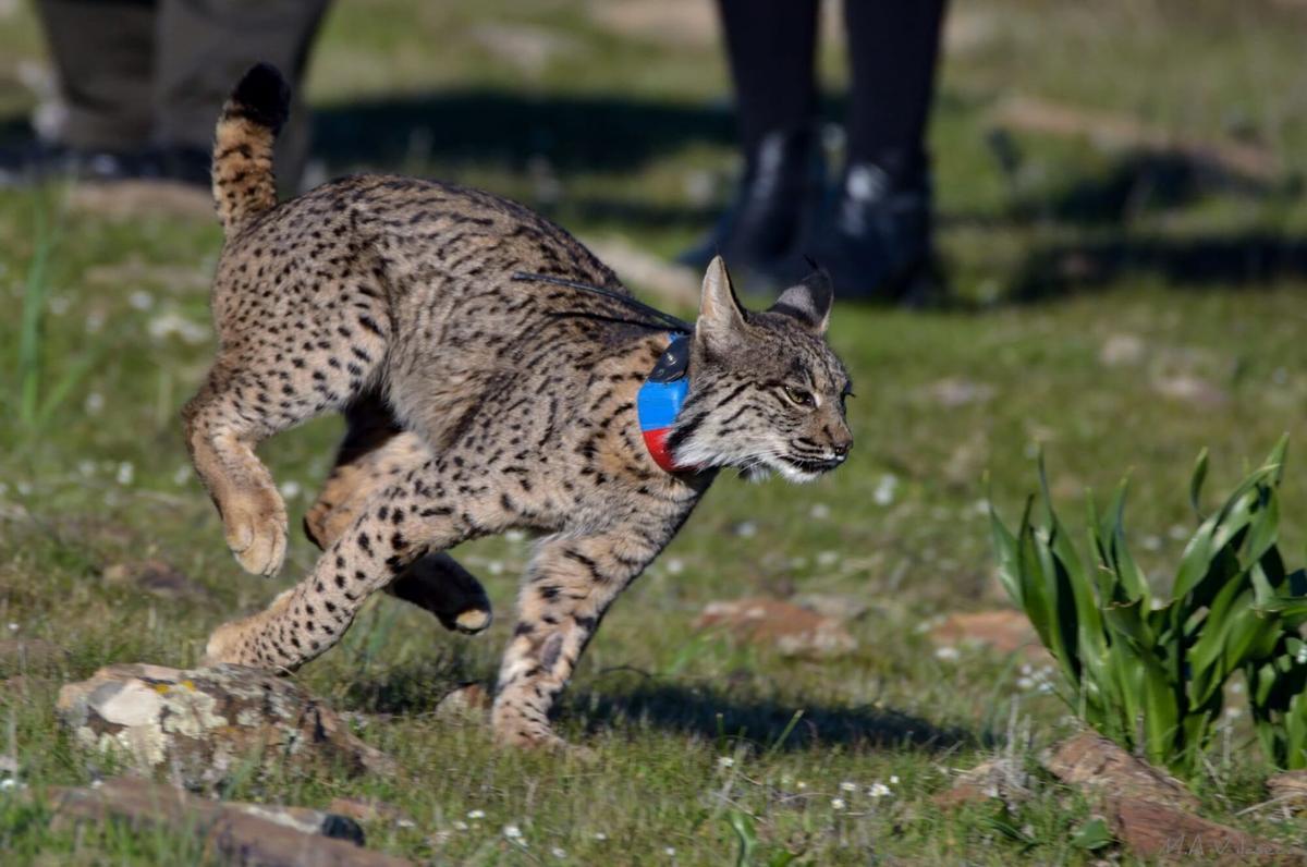 Suelta de un lince en Córdoba