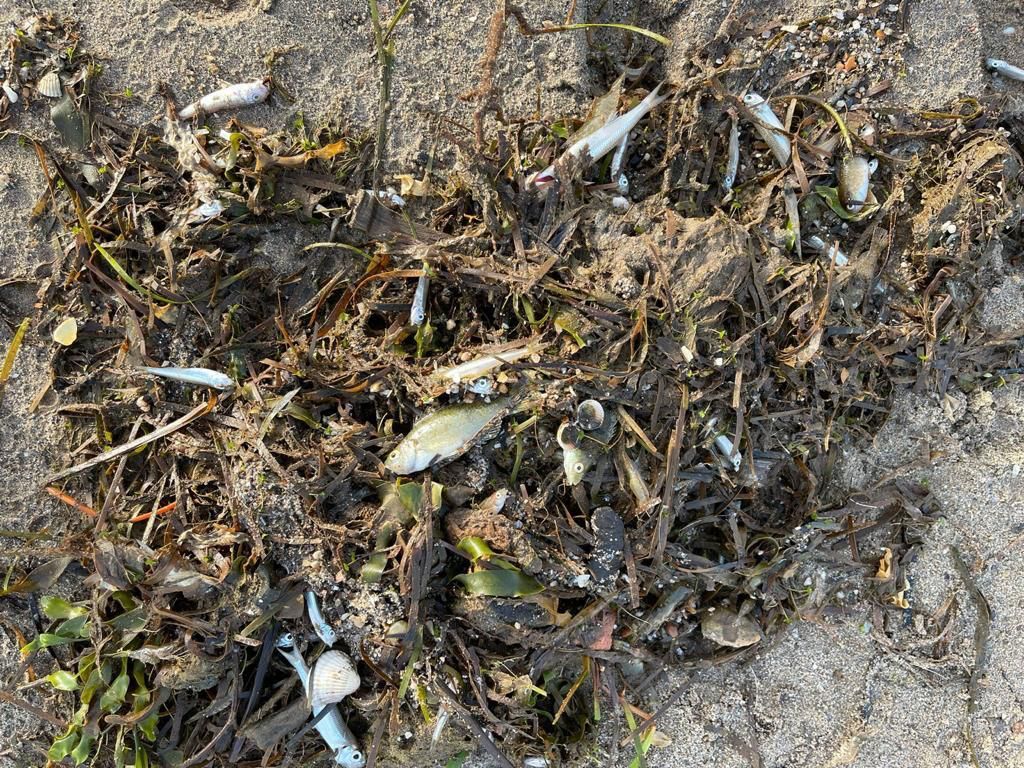 Miles de peces muertos aparecen a orillas del Mar Menor