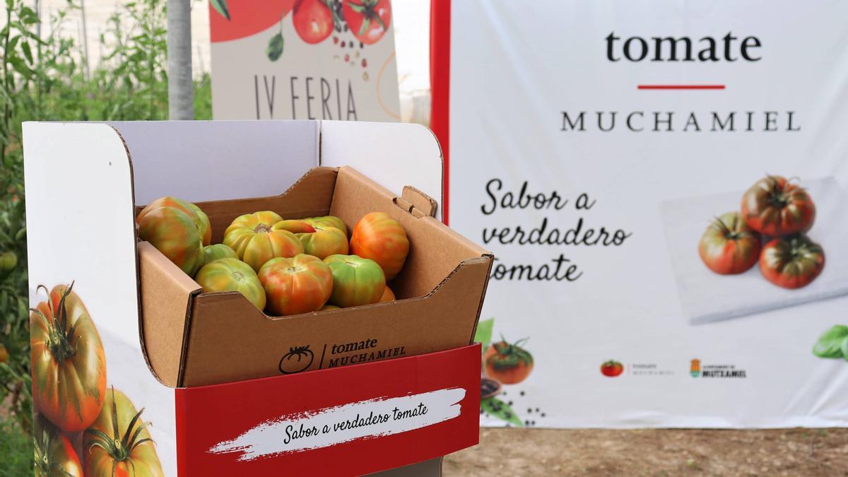 Varios tomates Muchamiel, este miércoles en la presentación de la campaña.