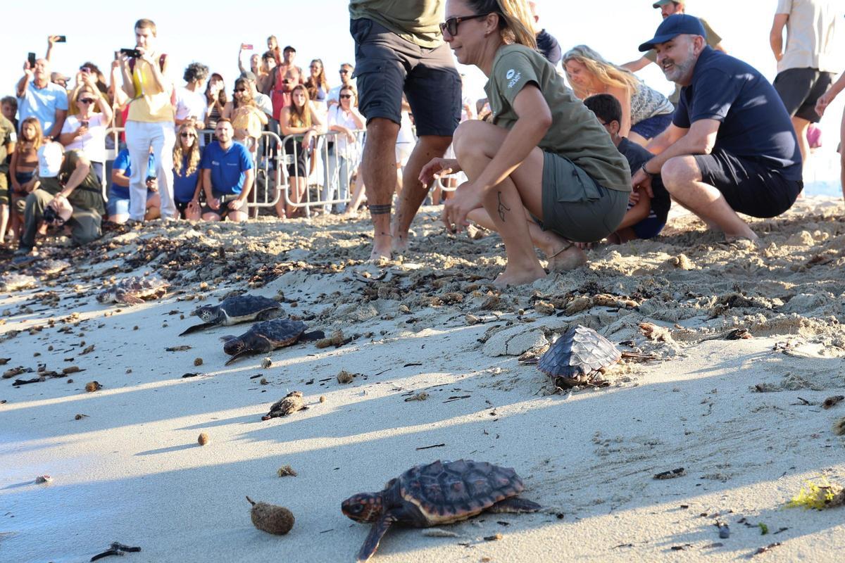 Las tortugas de Ibiza vuelven al mar tras un año Las tortugas de Ibiza vuelven al mar tras un año