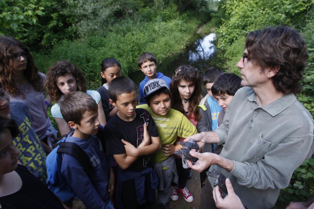 Alliberen al riu Ter diversos exemplars de tortuga d''estany