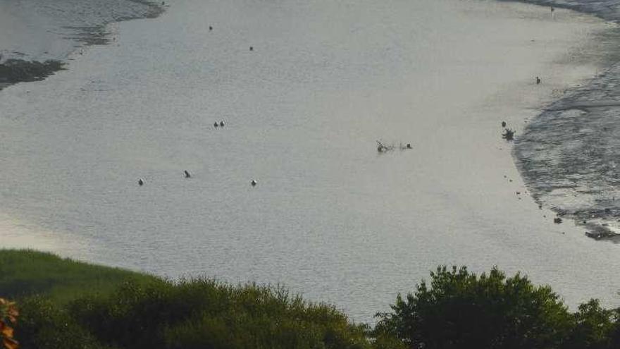 Árboles semihundidos en la ría, visibles con la marea baja.