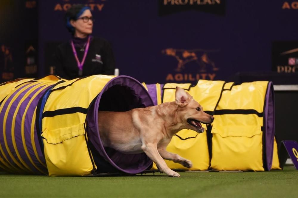 El Westminster Kennel Club, un dels shows de gossos de raça més importants del món