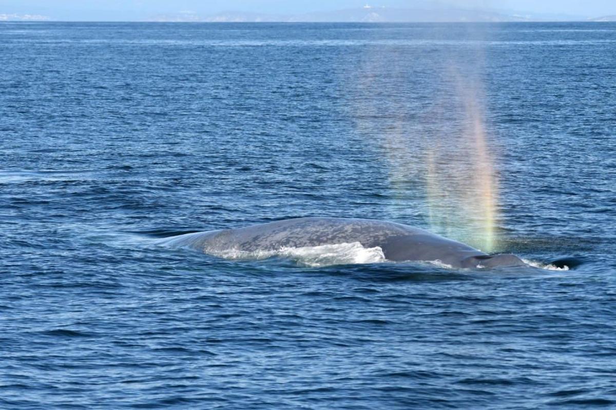 Una ballena azul se pasea por la ría.