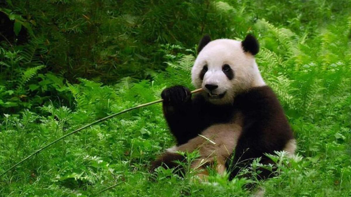 El oso panda se libra de los furtivos, pero ahora lo amenaza el cambio climático