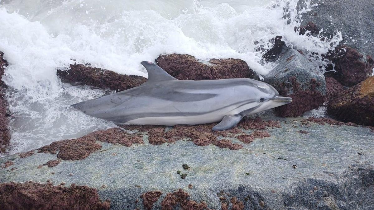 Rescate de un delfín en la playa  Ponent de Mataró (Maresme).