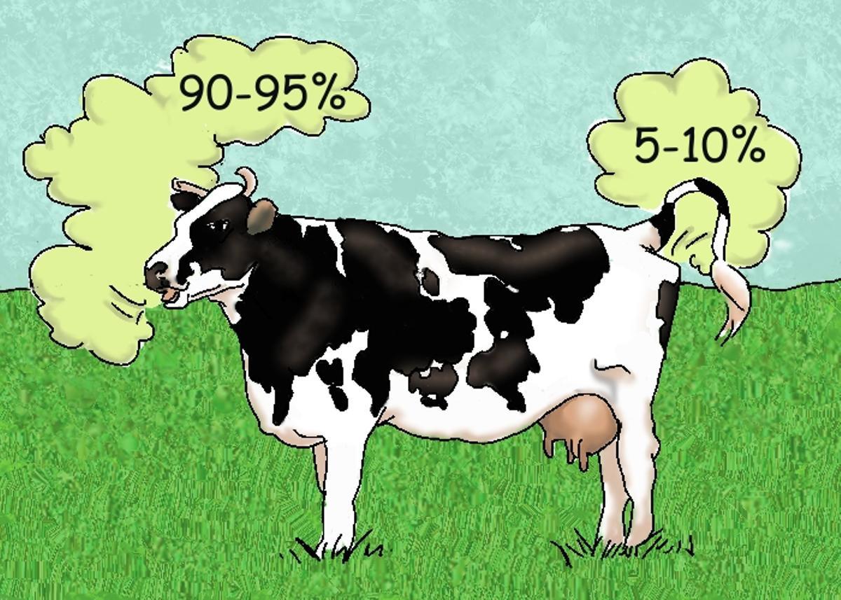 La digestión de las vacas emite gran cantidad de metano