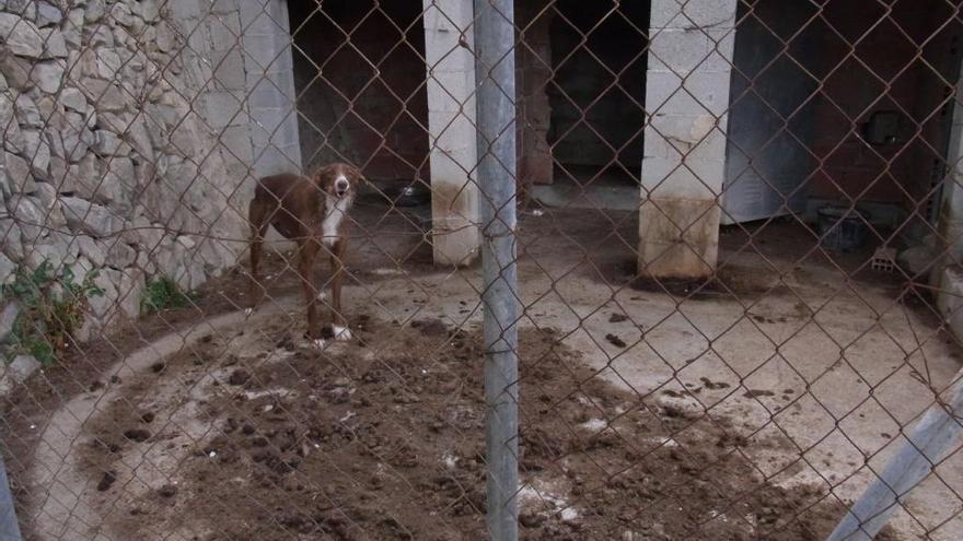 La protectora de Teulada denuncia a dueños de perros por &quot;encarcelarlos&quot; en jaulas