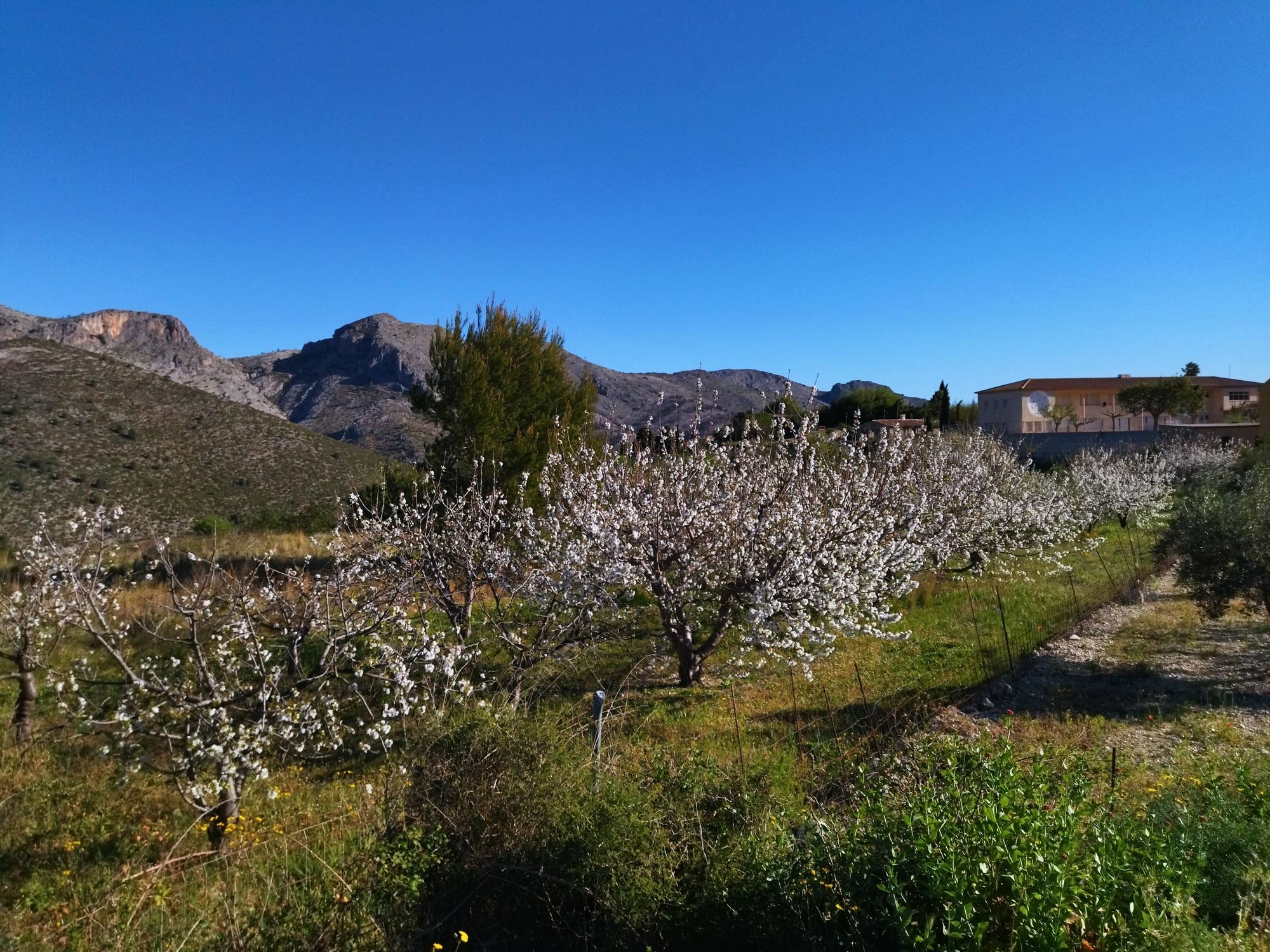 El "Hanami" valenciano: ya florecen los cerezos en la Vall de Laguar