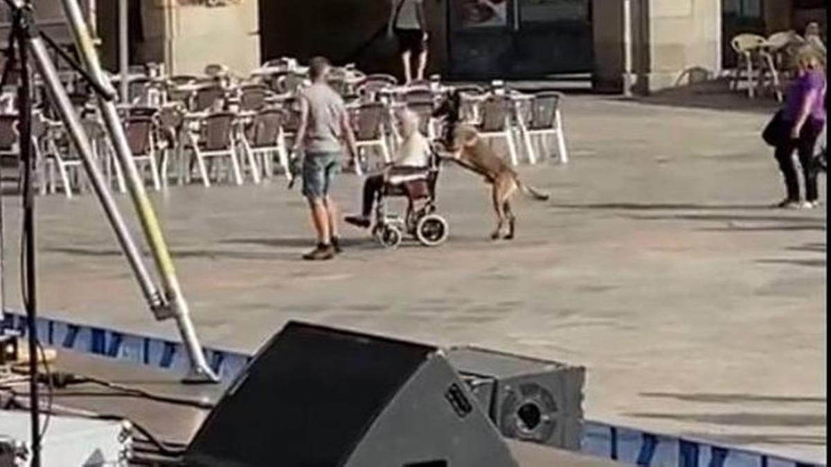 Perro lazarillo de Salamanca empuja silla de ruedas