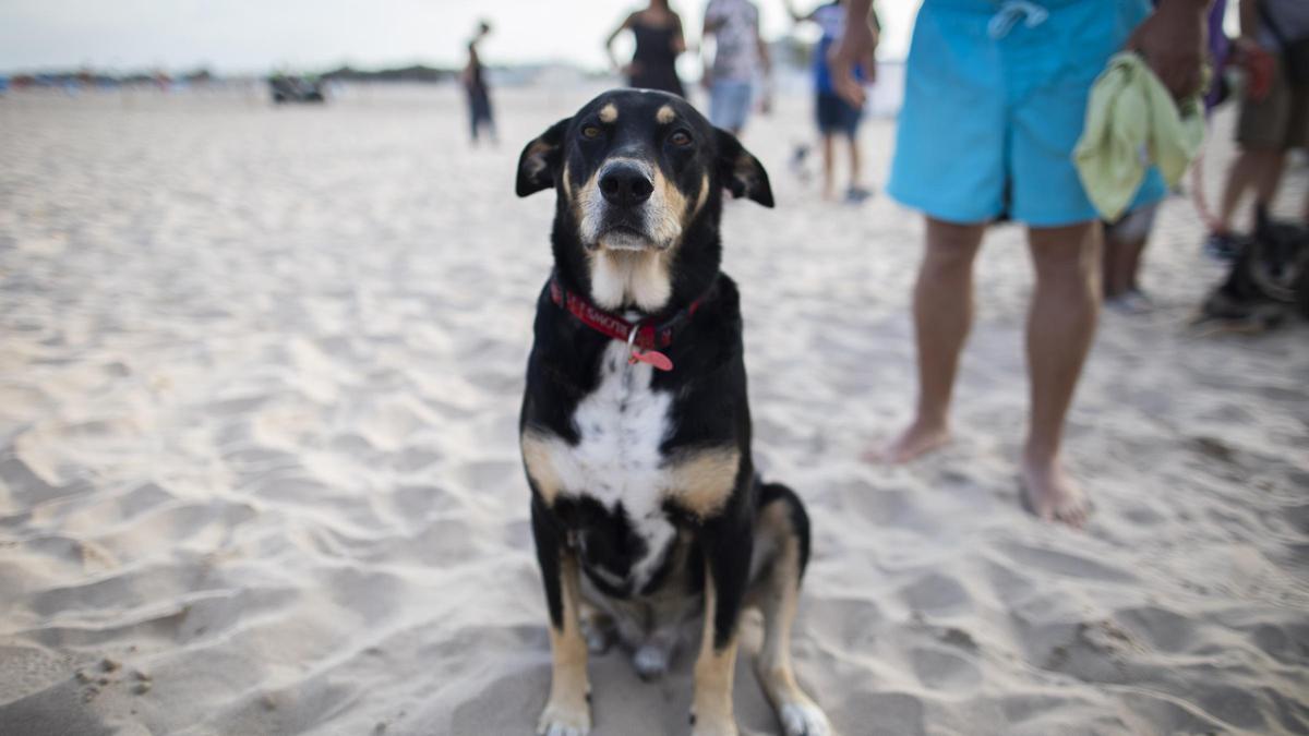 Desfile de perros en adopción, en imagen de archivo.