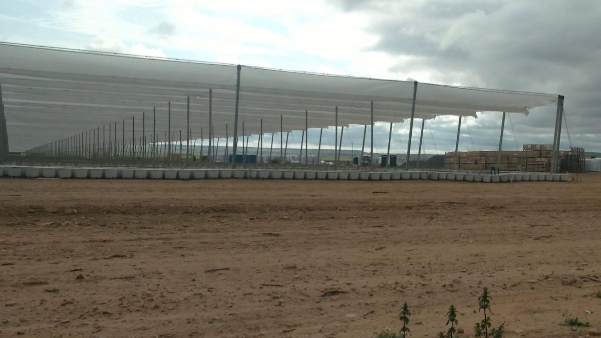 Uno de los viveros en los que SanLucar ha trasplantado arándanos en Cariñena.