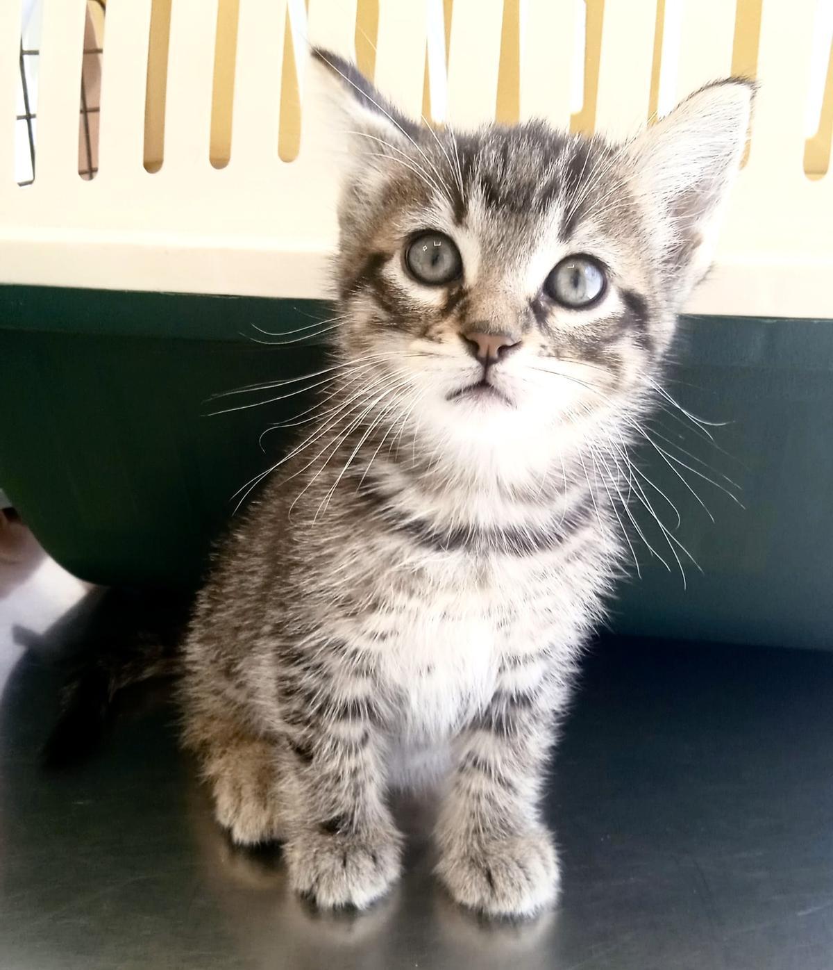 Gatito de la Clínica María Auxiliadora