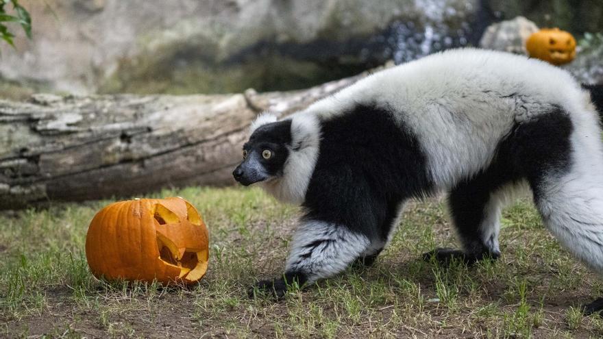 Bioparc celebra Halloween con el festín más curioso