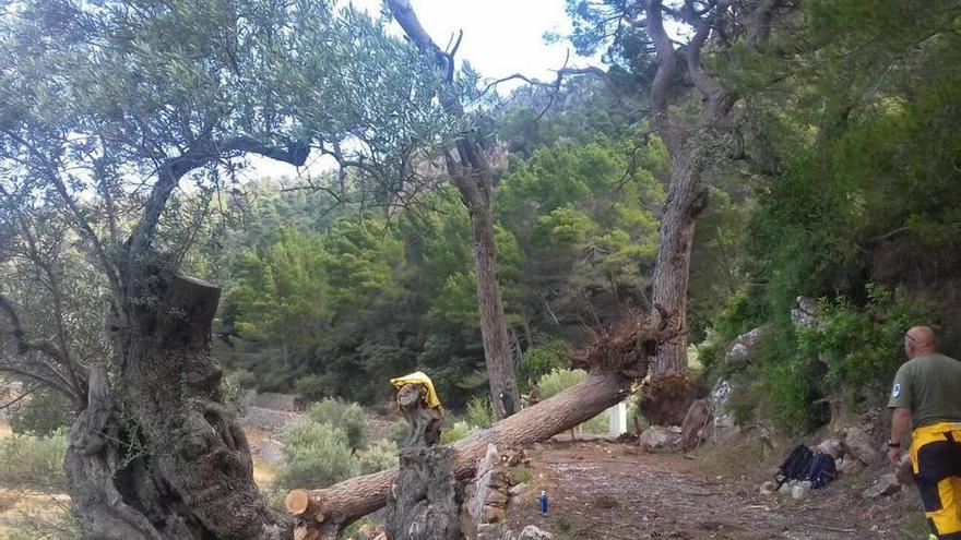 Varios operarios aserran el tronco del árbol caído tras las copiosas lluvias del lunes