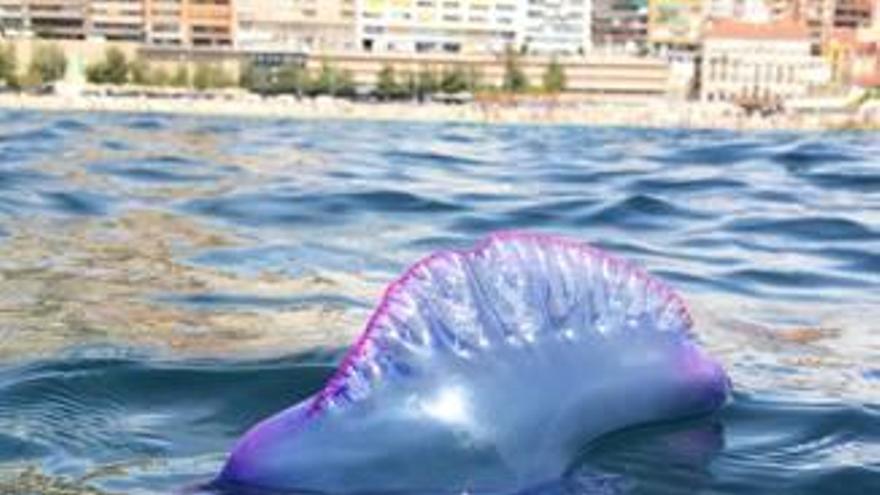 Una carabela portuguesa en una playa de la provincia.