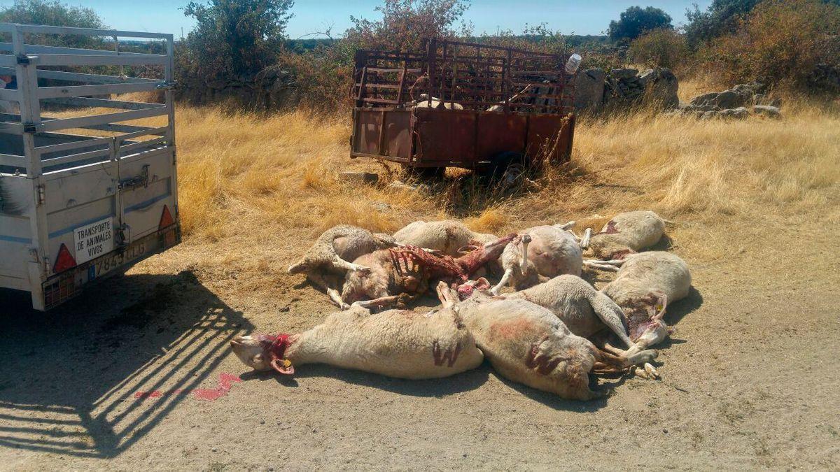 Planas y Ribera se enfrentan por el lobo