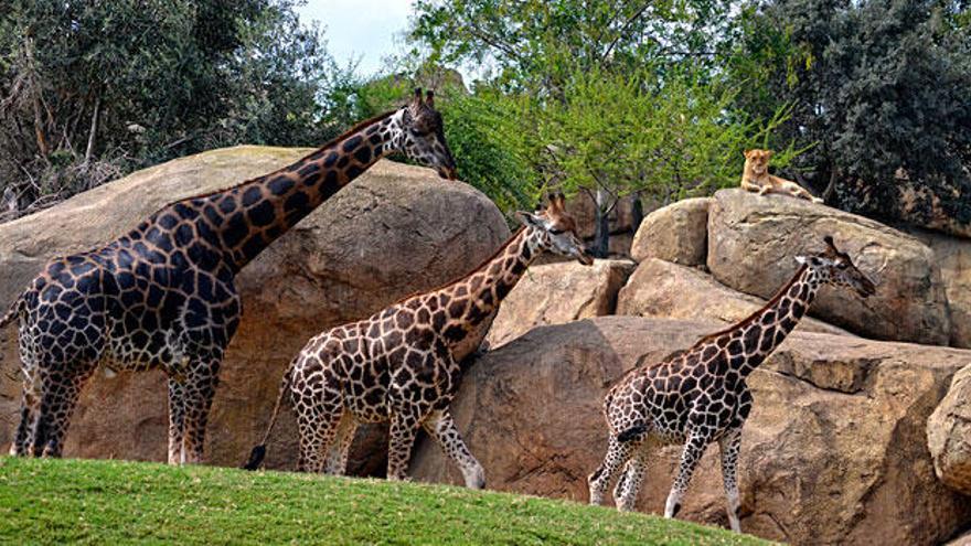 Este puente de octubre &quot;Escápate&quot; a Bioparc Valencia por sólo 14 euros