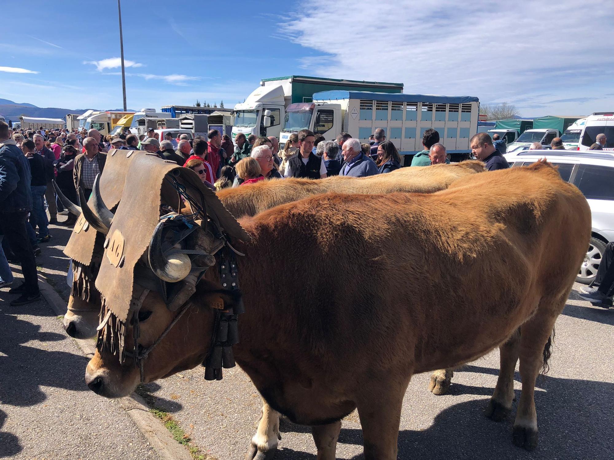 Tineo disfruta la feria ganadera de San José