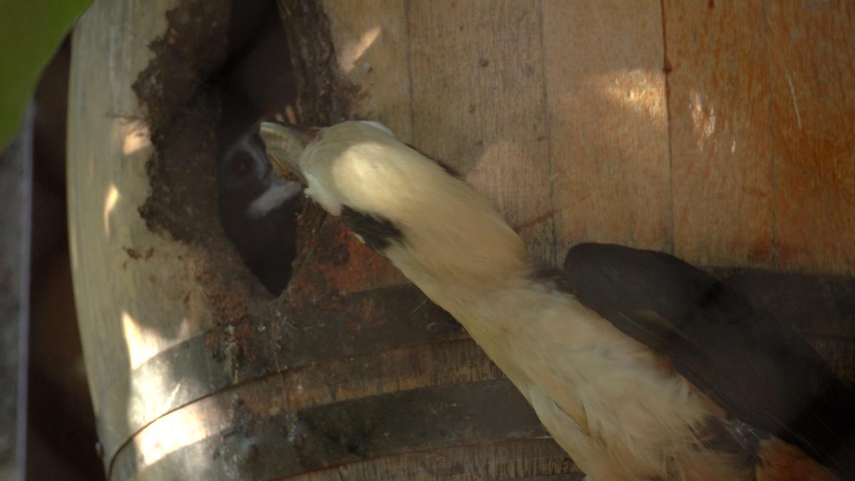 La apertura del nido permite al macho llevar comido a la madre y las crías