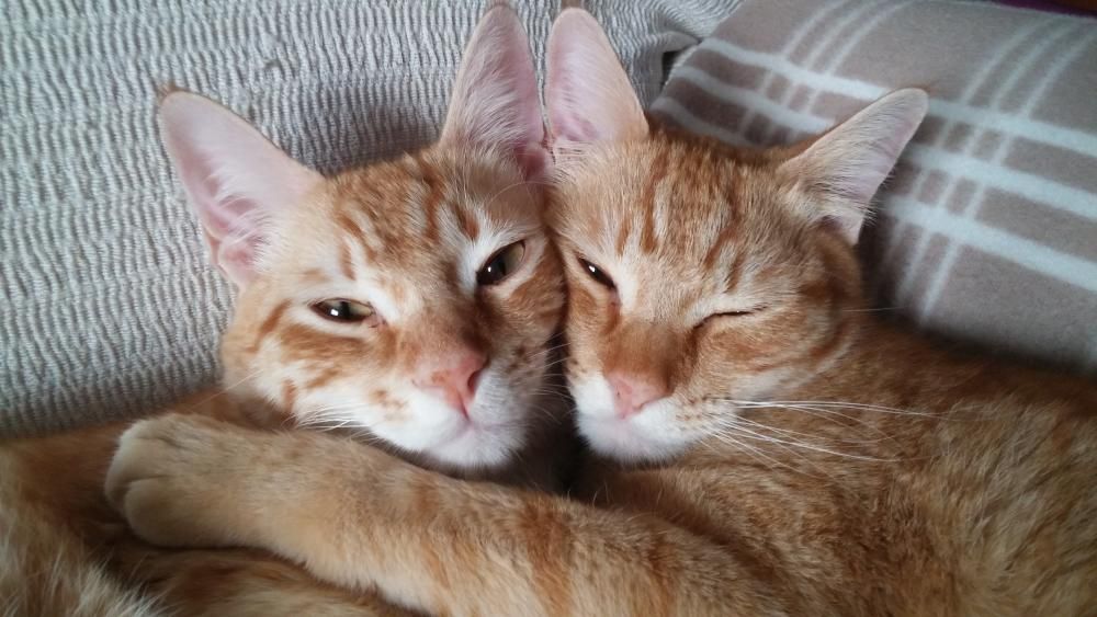 Los lectores de INFORMACIÓN celebran el Día Internacional del Gato