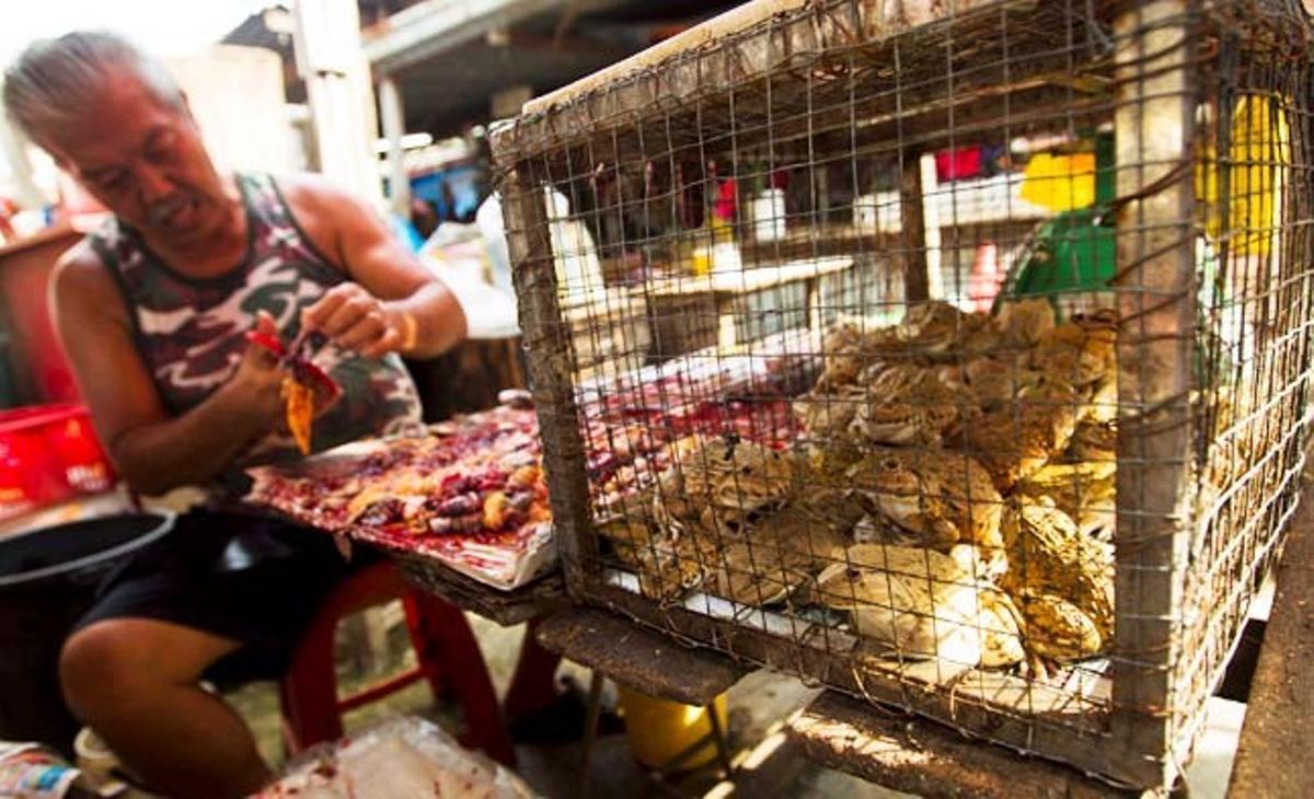Un home treballa amb una gàbia plena de granotes al mercat Pudu a Kuala Lumpur (Malàisia). La carn de les granotes dels arrossars és apreciada per tenir una mescla de gust entre el peix i el pollastre, i el seu preu de venda al públic és d’uns 3,95 euros/kg.