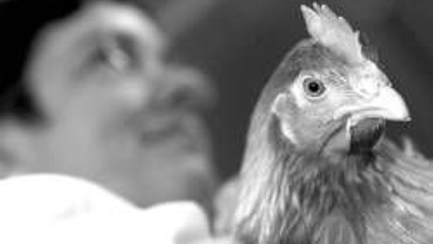 Los padres de la oveja ´Dolly´ crean gallinas con genes humanos