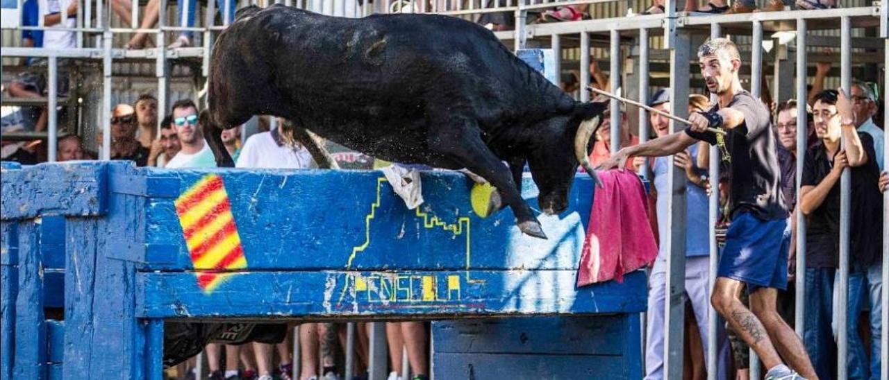 Peñíscola. Los excelentes animales de Raúl Monferrer le hicieron ganar por segundo año. En la imagen, una vaca saltando el banco al cite de Oliva.