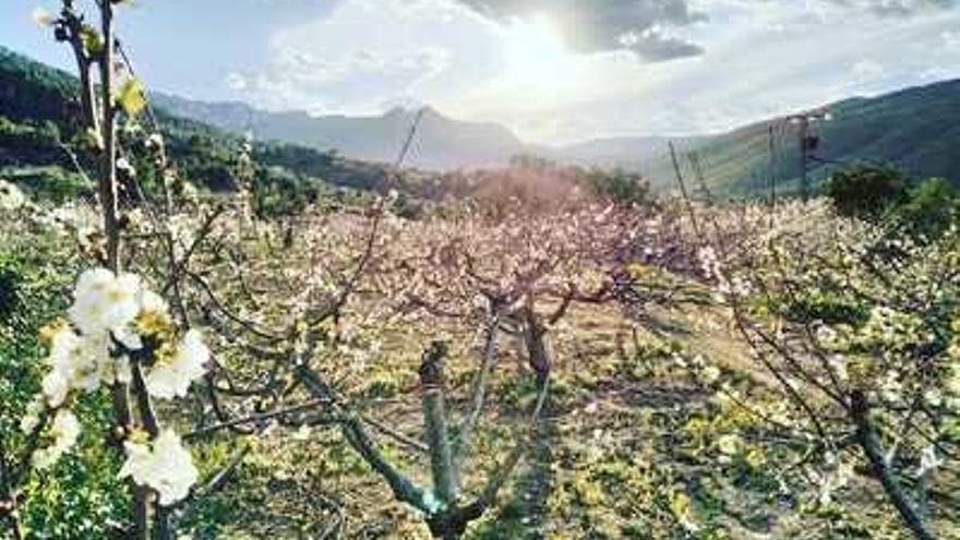 Una imagen de  la floración de los cerezos en la Vall de Gallinera.