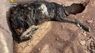 Investigado por maltrato animal tras hallar a tres perros muertos en Canarias