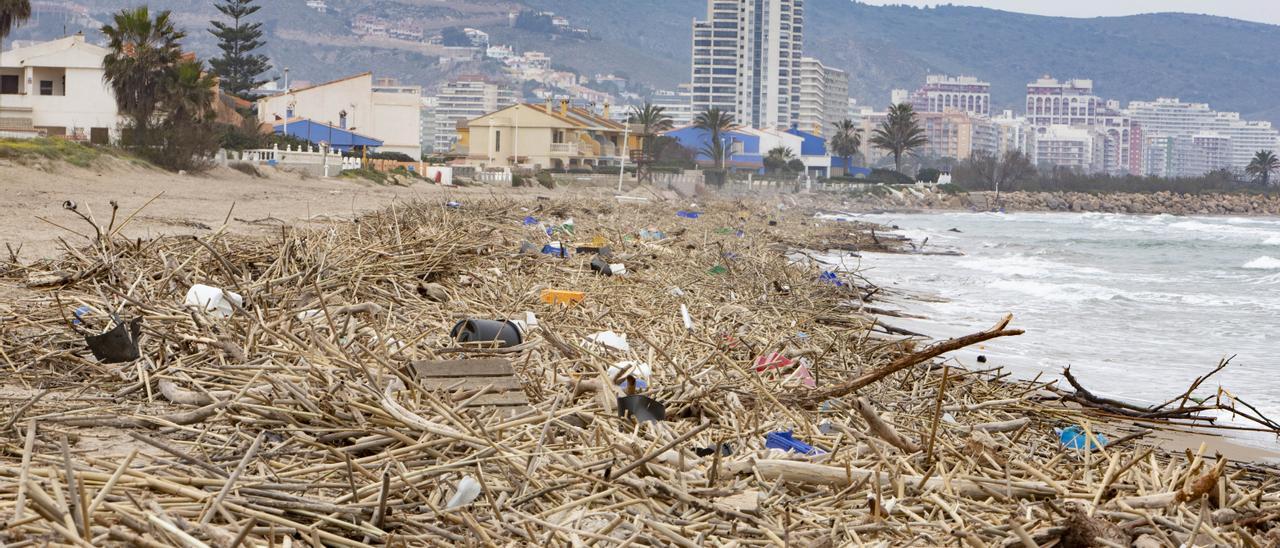 Playa del Marenyet de Cullera desbordada de cañas y residuos tras el último temporal de lluvias.