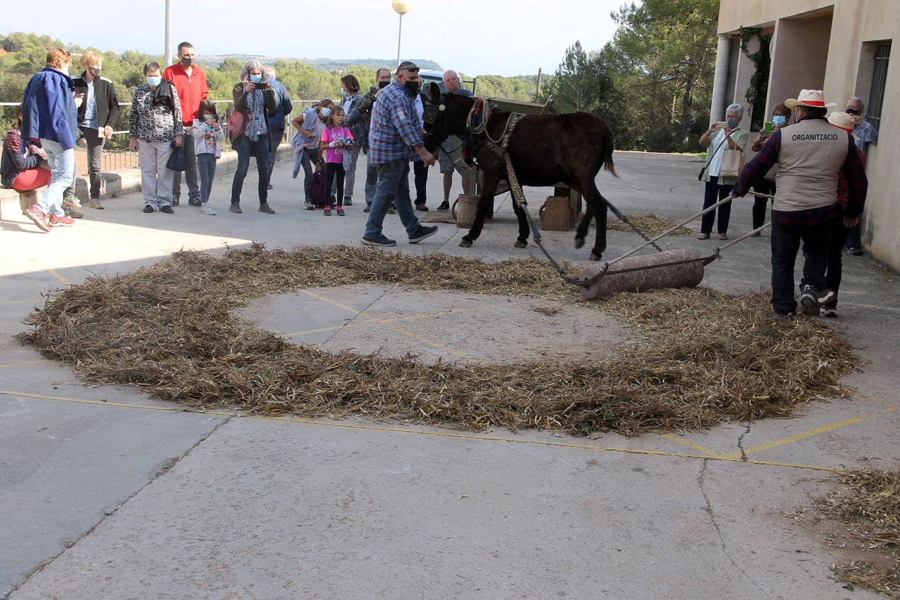 Fira de la mongeta de Castellfollit del Boix