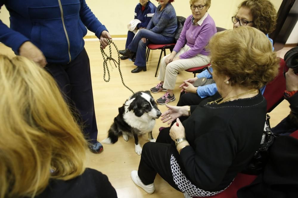 Taller de terapia con perros en el centro de mayores de Las Meanas, Avilés