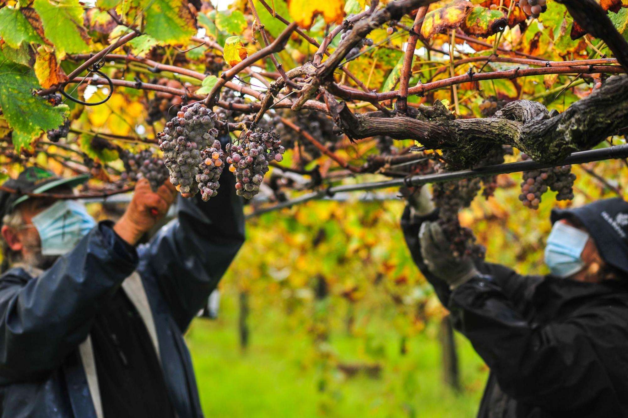 Vendimia tardía de la bodega Martín Codax