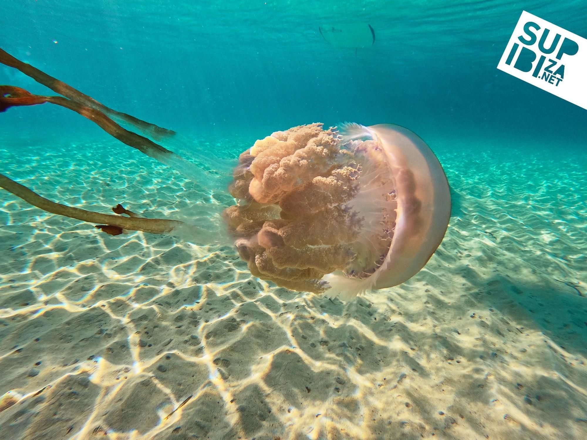 Tauchen mit Qualle - Bilder von Ibiza sorgen für Aufsehen
