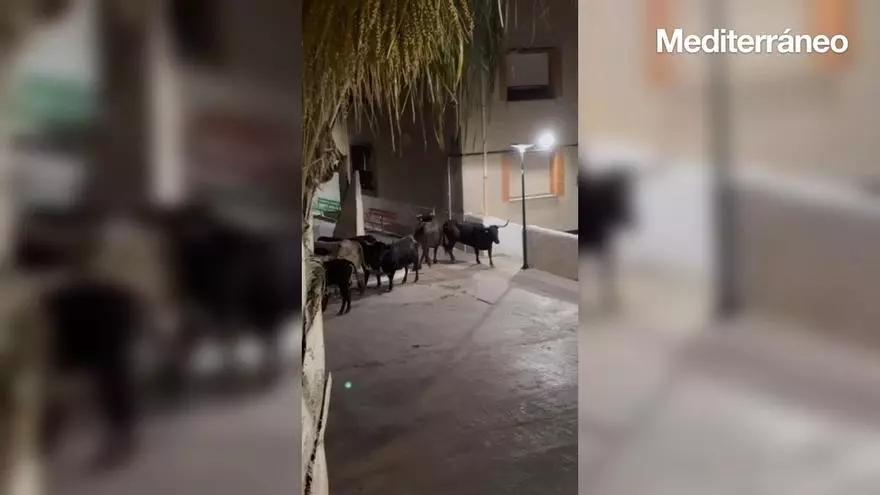 Unas vaquillas sueltas provocan el caos en Alcalà de Xivert