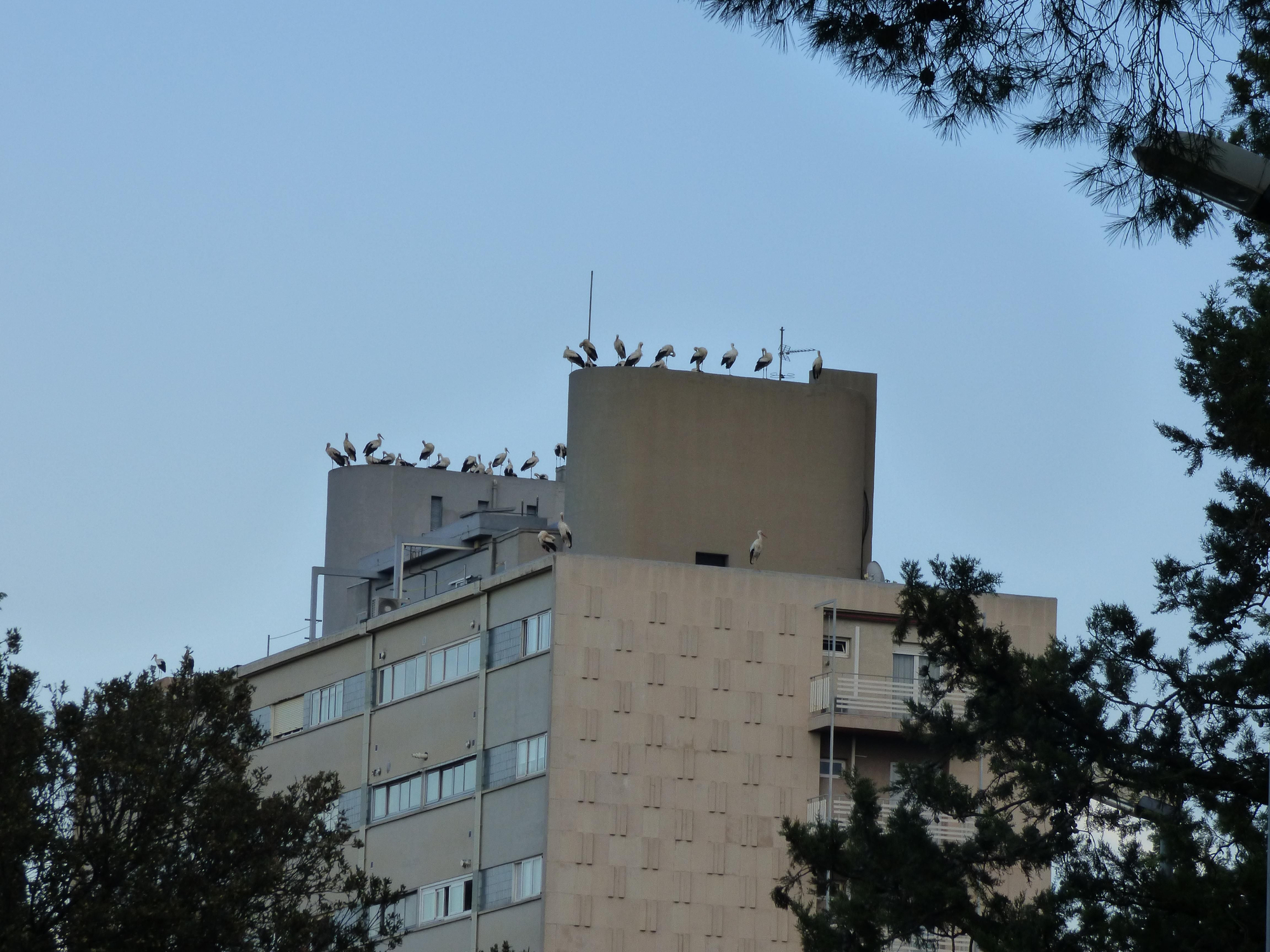 Un estol de cigonyes fa parada a Figueres